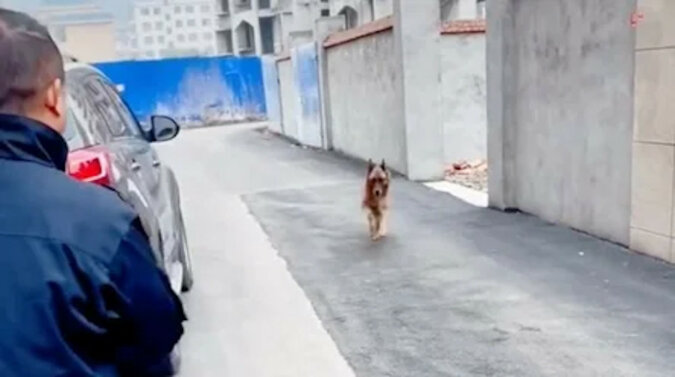 Pies policyjny dosłownie płakał ze szczęścia, gdy spotkał swojego pana po długiej rozłące