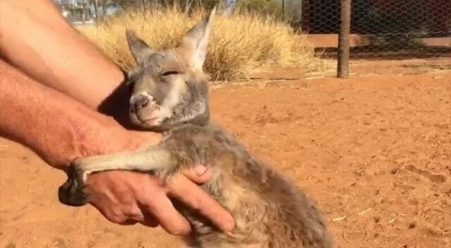 Mały kangur, który uwielbia się przytulać