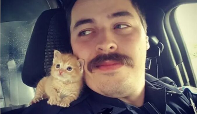 Uratowany kotek Squirt jest już dorosły i pomaga swojemu tacie, który jest policjantem, walczyć z przestępczością