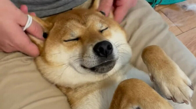 Dobrze się czuje: pies podczas masażu oczarował internet swoim wyglądem