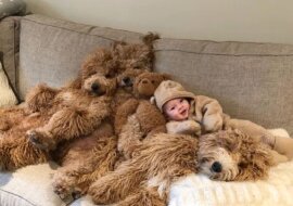 6-miesięczne dziecko w otoczeniu psów rasy "Goldendoodle" się stało gwiazdą w internecie