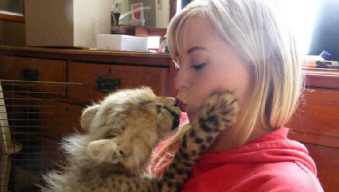 Uratowany młody gepard jest teraz jej najlepszym przyjacielem
