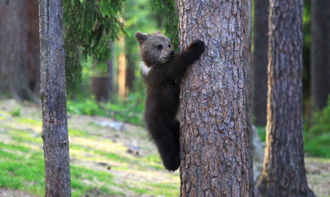 Niezwykłe ujęcia „tańczących” niedźwiedzi w lesie, wykonane przez fińskiego nauczyciela