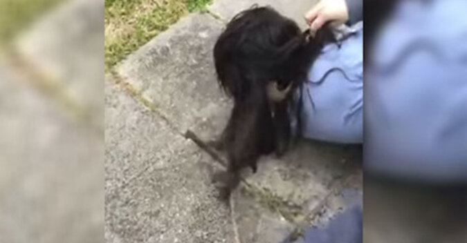 Wielkie zamieszanie: wiewiórka pomyliła kobiecą fryzurę z koroną drzewa. Wideo