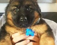 Kupiliśmy szczeniaka owczarka niemieckiego, który zaczął rosnąć jak z bajki: nie w ciągu dni, a w ciągu godzin