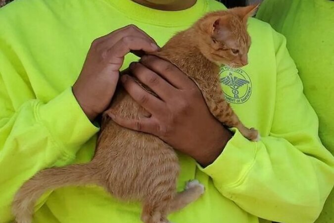 Dziękuję za życie: kociak cały czas przytula śmieciarza, który uratował go