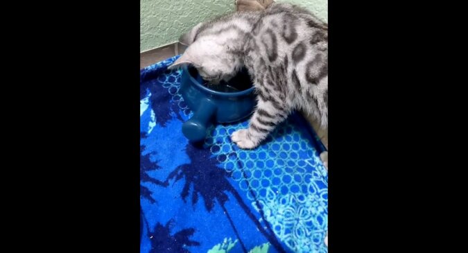 Emocjonalnego kota denerwuje woda, ponieważ jest zbyt mokra – bardzo śmieszny filmik