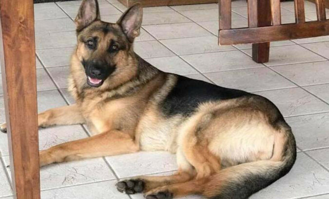 Pies Rex został postrzelony cztery razy ratując swojego właściciela przed bandytami