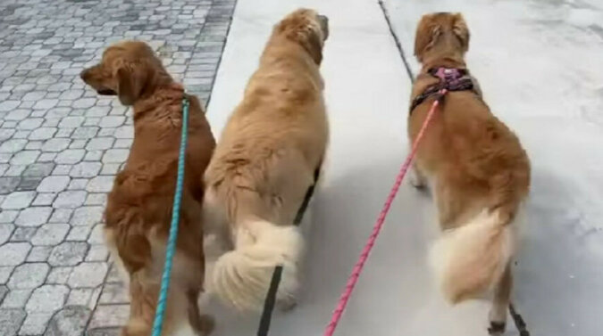 Elegancki sposób chodzenia tych trzech psów zrobił wrażenie na wielu widzach. Wideo