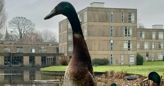 Zdjęcia kaczki o imieniu Long Boy stały się popularne. Mieszka na kampusie Uniwersytetu York i występuje w reklamach