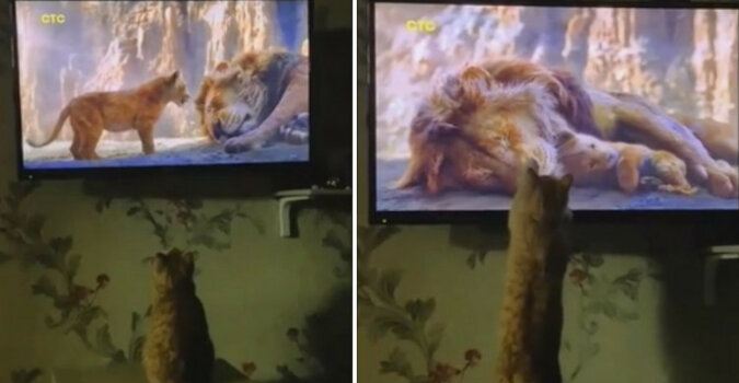 „Nie płacz!”: wzruszony kotek zlitował się nad Simbą
