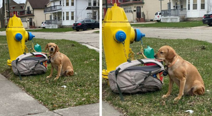 Znaleźli psa przywiązanego do hydrantu przeciwpożarowego z rozdzierającym serce listem: jego chora właścicielka nie może dłużej się nim opiekować