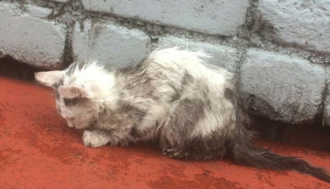 Zdjęcie brudnego kociaka obiegło cały Internet. Wszyscy mu współczuli, ale tylko jedna osoba postanowiła go uratować