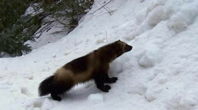 Dziki i niebezpieczny rosomak wyciągnął człowieka zza grubej warstwy śniegu