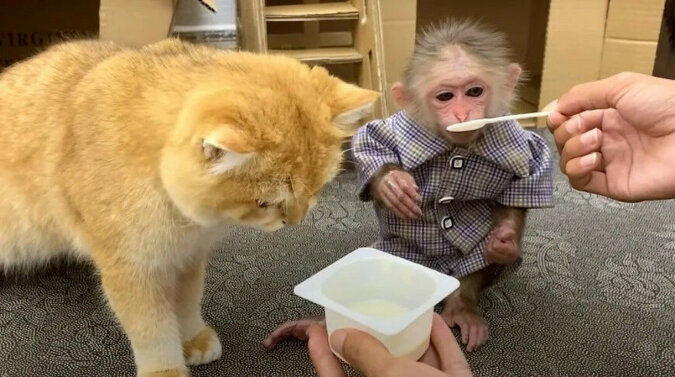 Po prostu cudownie: małpa i kotek troszczą się o siebie nawzajem. Wideo