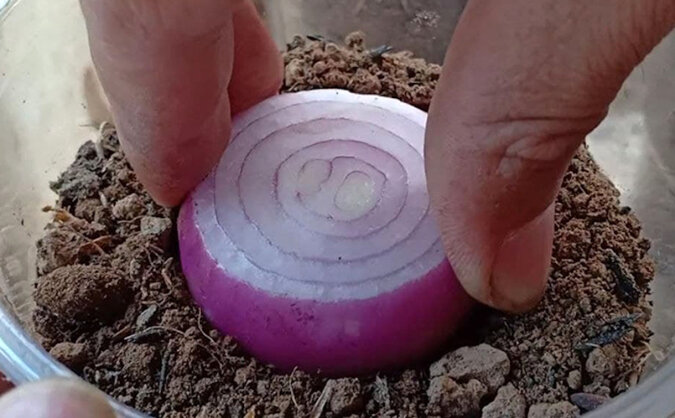 Jak wyhodować szczypiorek w 2 tygodnie: wystarczy umieścić cebulę w kubeczkach z ziemią