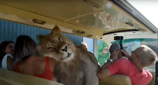 Młody lew wdrapał się do autobusu pełnego ludzi, domagając się uścisków i uwagi