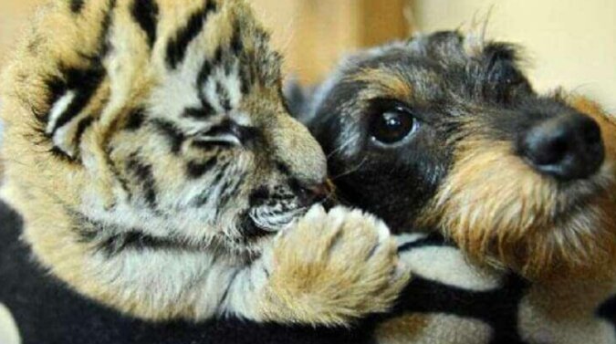 Wystarczy spojrzeć na przyjaźń tygrysa i psa