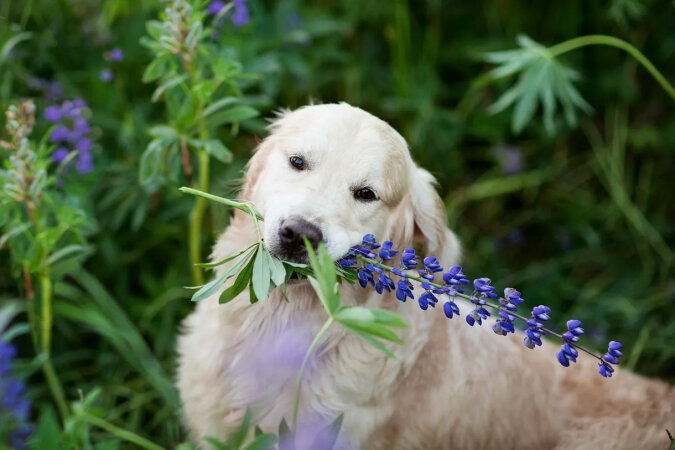 Kto chce przeżutą trawę? Pies codziennie przynosi właścicielce dziwne „prezenty”