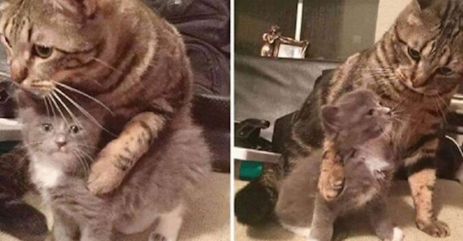 Domowy kot wspiera osieroconego kociaka i uczy go przytulania przez cały dzień