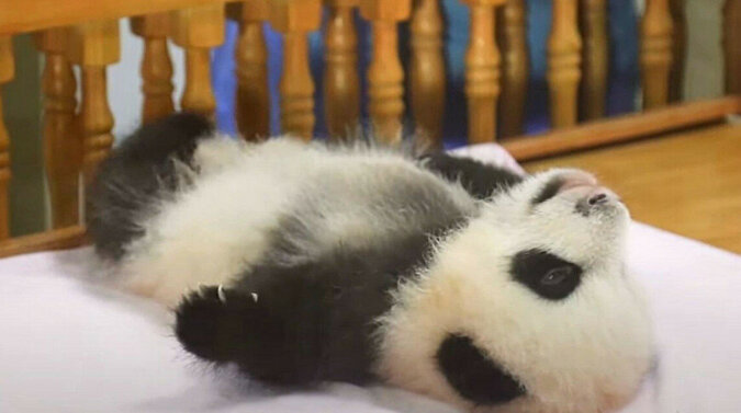 Czy widziałeś kiedyś jak się robi masaż małej pandzie? Wideo