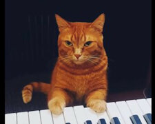 Pianista z łapami: rudy kot gra na pianinie. Śmieszne wideo
