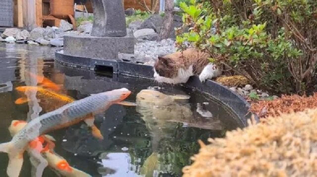 Niesamowita przyjaźń kota i jaskrawej ryby koi – uchwycona na wideo