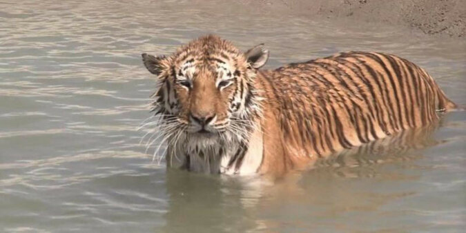 Tygrysy, które całe życie spędziły w klatce, po raz pierwszy pływają i są tym zachwycone