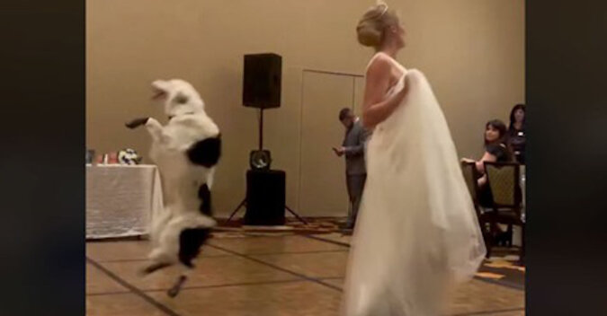 Wideo: walc psa - panna młoda zaprosiła swojego ukochanego psa do tańca