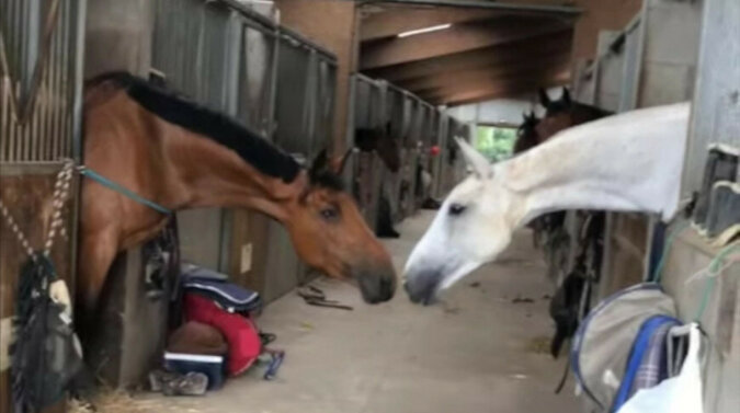 Nie ma barier dla miłości: dwa konie wzruszyły Internet tylko jednym działaniem. Wideo