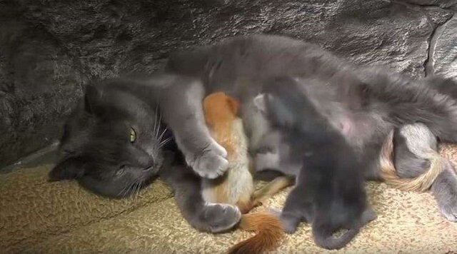 Kotka dała schronienie 4 małym wiewiórkom, które potrzebowały matki
