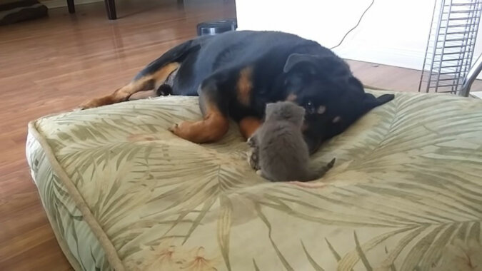 Wideo: Kociak wygania psa ze jego miejsca
