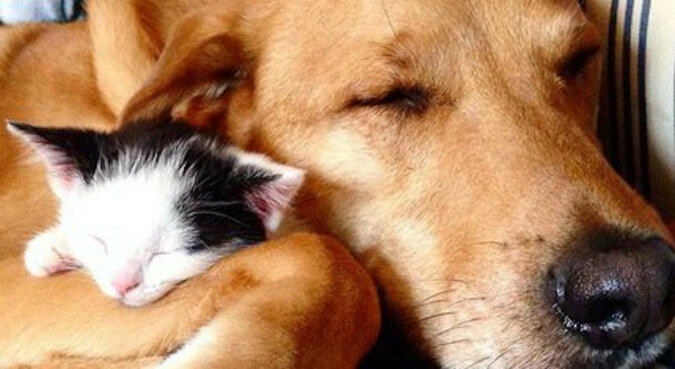 To jest miłość: uratowany pies wychował ponad 60 kociąt ze schroniska