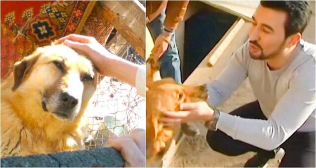 Ten mężczyzna uratował 350 psów! Znajduje je na ulicy, opiekuje się nimi i pomaga przywrócić im zaufanie do ludzi