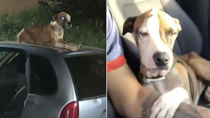 Chłopak zobaczył bezdomnego psa na swoim samochodzie i stwierdził, że to przeznaczenie