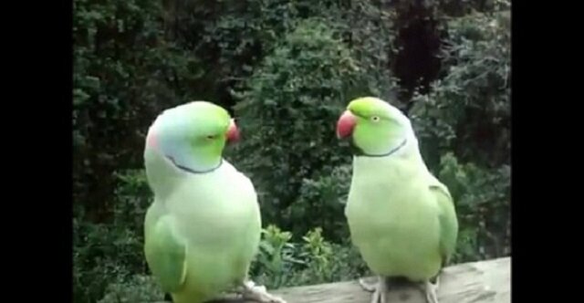 Najzabawniejsza para papug rozmawia. Zabawne wideo