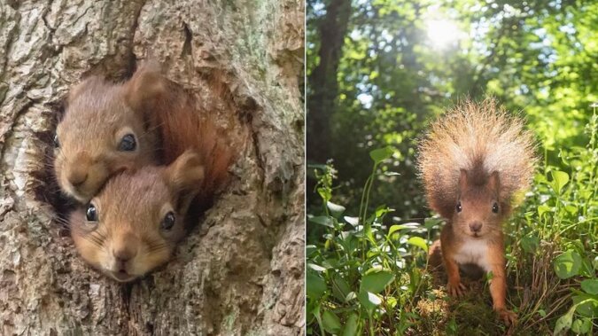 Fotograf dzikiej przyrody robi zabawne zdjęcia ciekawskich wiewiórek. Są cudowne