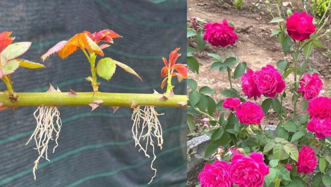 Skuteczny sposób rozmnażania róż z sadzonek przy użyciu czosnku