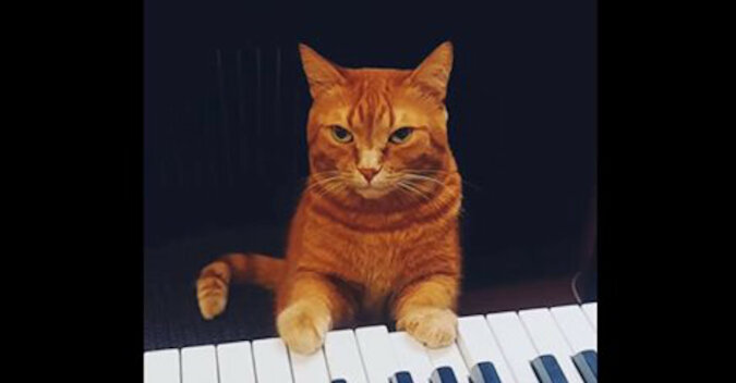 Pianista z łapami: rudy kot gra na pianinie. Śmieszne wideo
