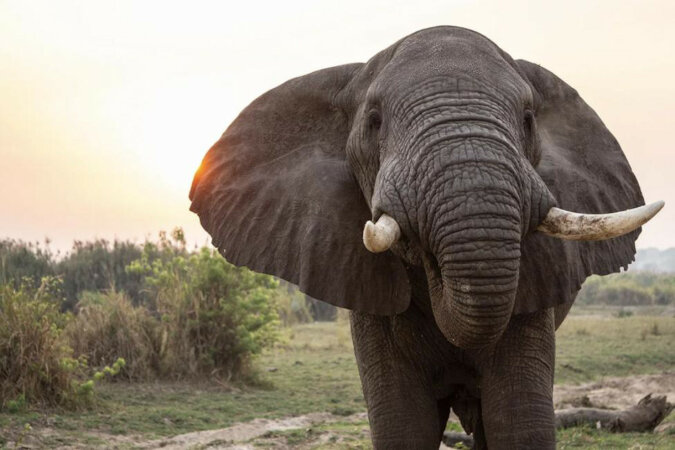 Ranny słoń przyszedł do człowieka aby poprosić o pomoc