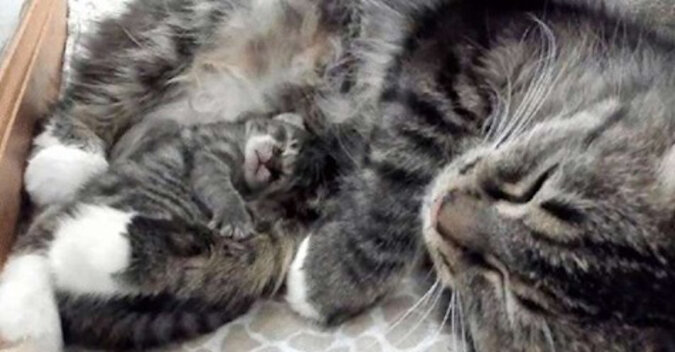 Kociak przyszedł na świat 4 dni później niż cały lęg - najbliższą dziecku istotą pozostała matka