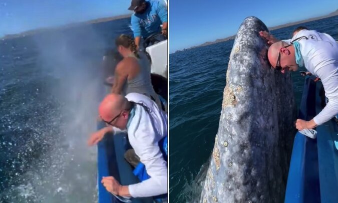 Turyści sfilmowali wieloryba, który podpłynął do łodzi