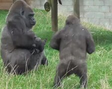 Brytyjskie zoo jest domem dla rzadkiej rodziny goryli. Młodszy brat jest bardzo szczęśliwy, że został dodany do rodziny