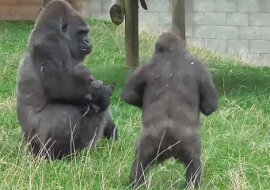 Brytyjskie zoo jest domem dla rzadkiej rodziny goryli. Młodszy brat jest bardzo szczęśliwy, że został dodany do rodziny