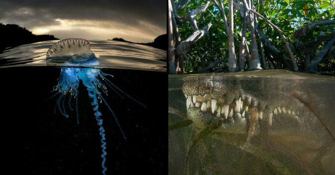 16 zachwycających fotografii wykonanych pomiędzy lądem a światem podwodnym