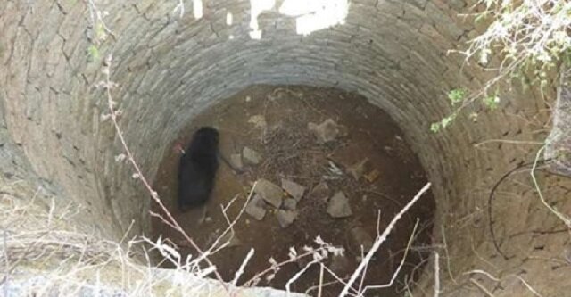 Mężczyzna znalazł niedźwiedzia w 12-metrowej studni i postanowił mu pomóc