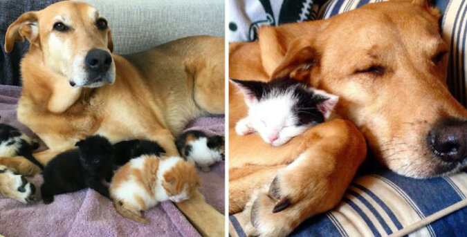 Uratowany pies wraz z właścicielką opiekują się porzuconymi kociętami. Został ich ojcem