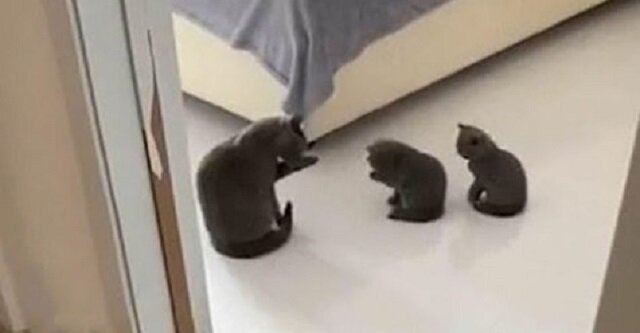 Czyścioszki: kotka uczy kocięta mycia - bardzo miły filmik