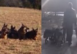 Właściciel zostawił zupełnie samą gromadę owczarków. Zobacz co się stalo później