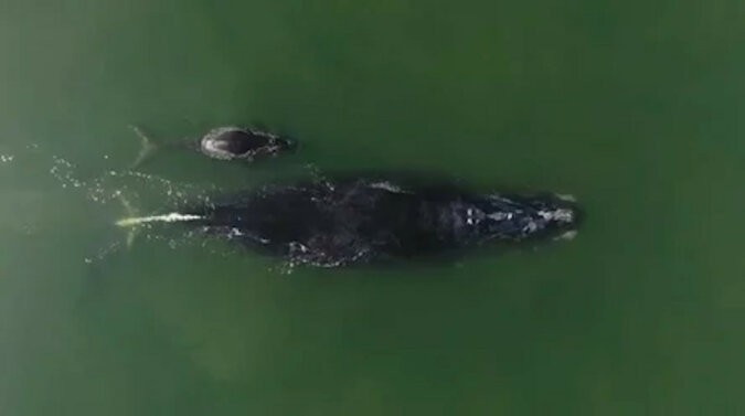 Bardzo rzadki wieloryb z młodym wielorybem pojawili się u wybrzeży Stanów Zjednoczonych